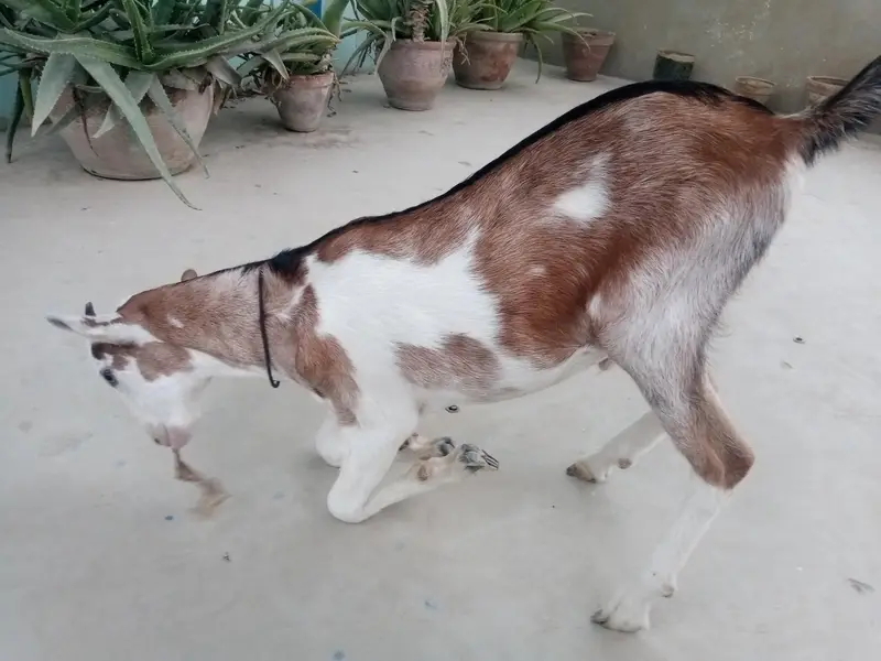 urgent sell taddi Bakra for sale — photo 6