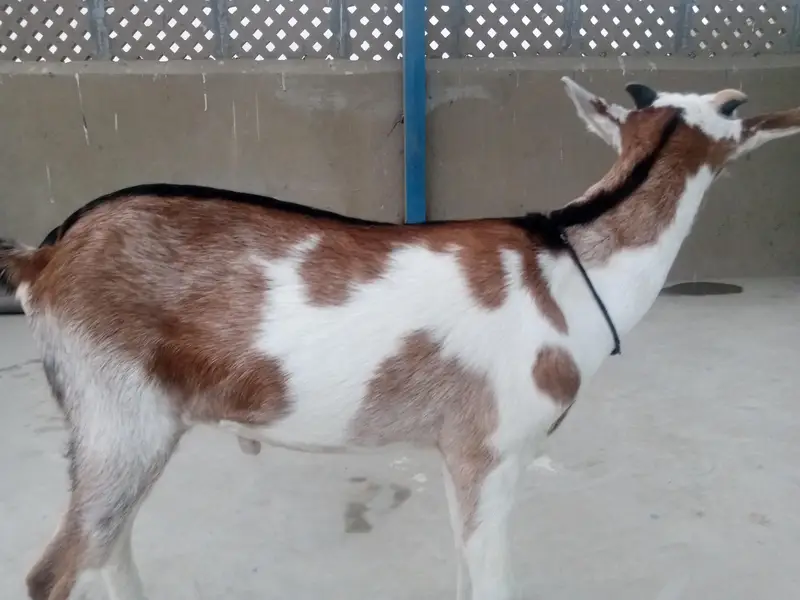 urgent sell taddi Bakra for sale — photo 7