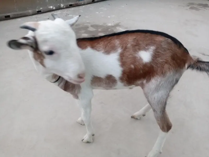 urgent sell taddi Bakra for sale — photo 8