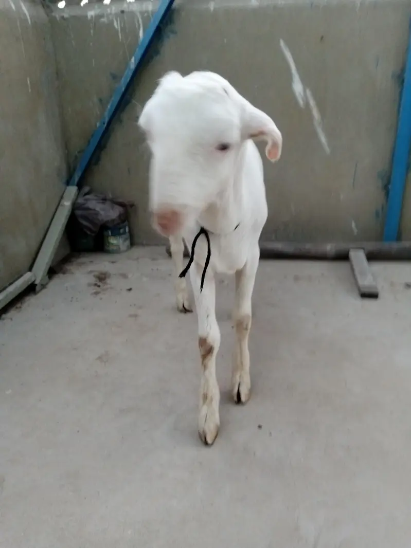urgent sell taddi Bakra for sale — photo 9