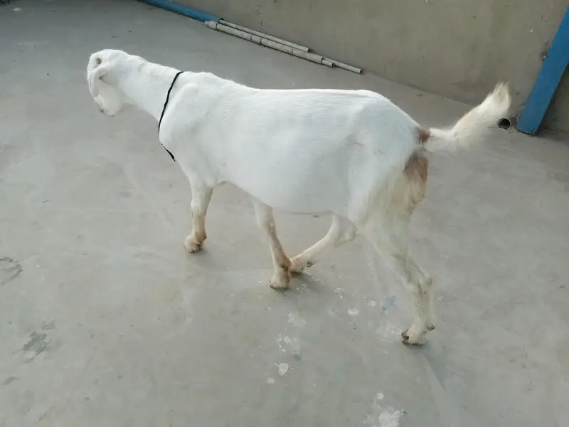 urgent sell taddi Bakra for sale — photo 10