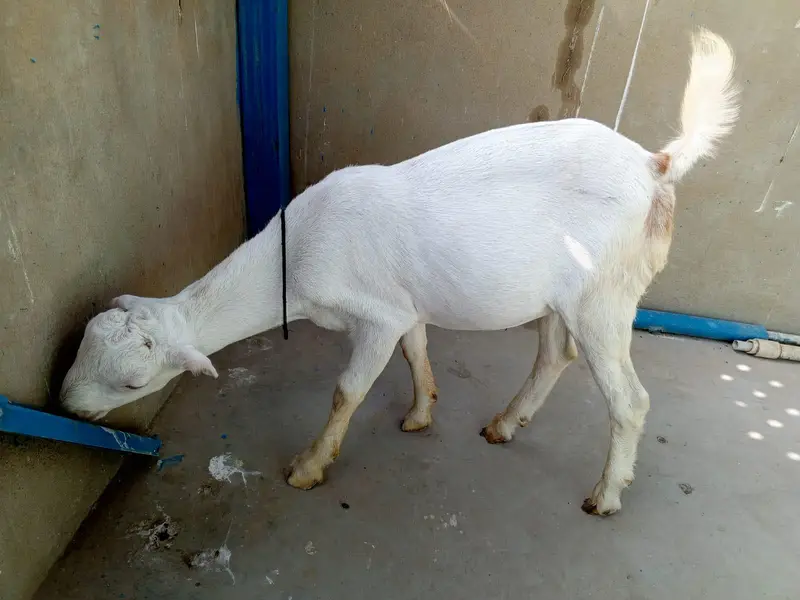 urgent sell taddi Bakra for sale — photo 11
