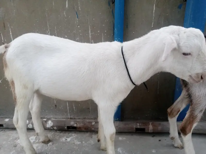 urgent sell taddi Bakra for sale — photo 12
