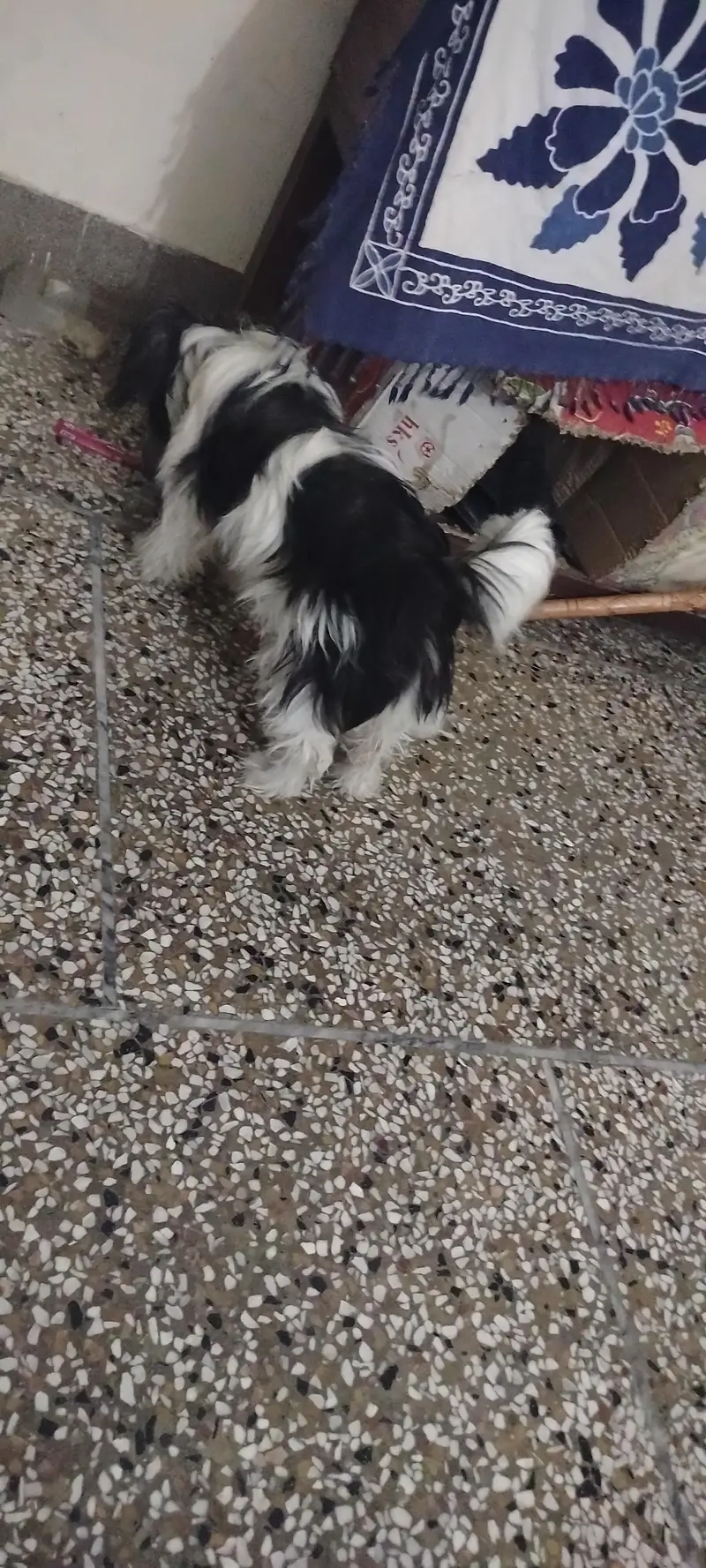 pishti nasal female dog — photo 3