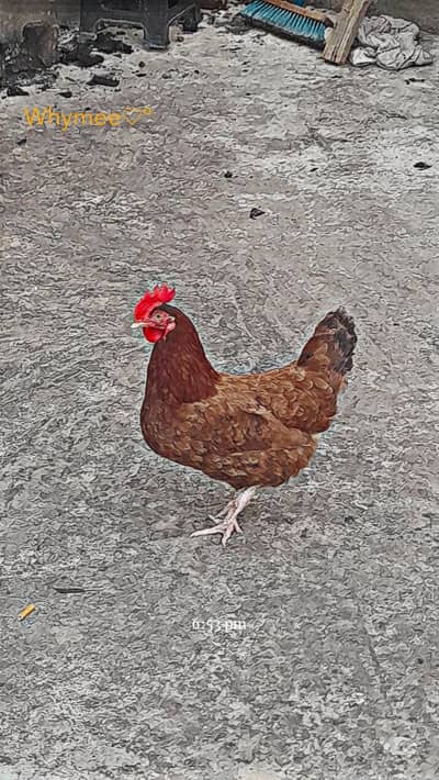 desi hen