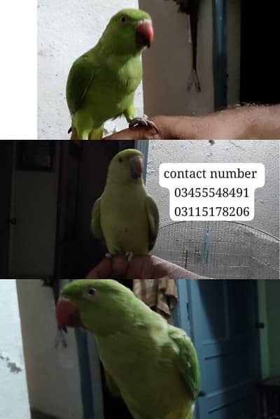 3 parrots For Sale Two Male One Female