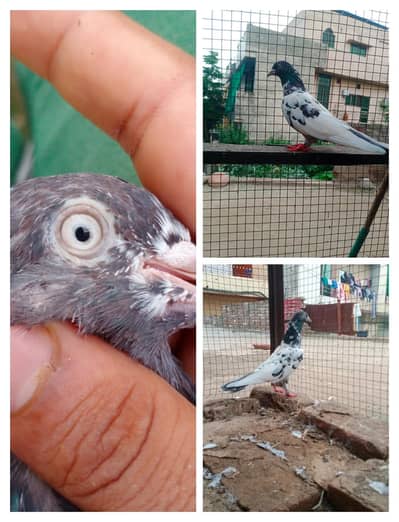 Assalamu Alaikum pigeon for sale