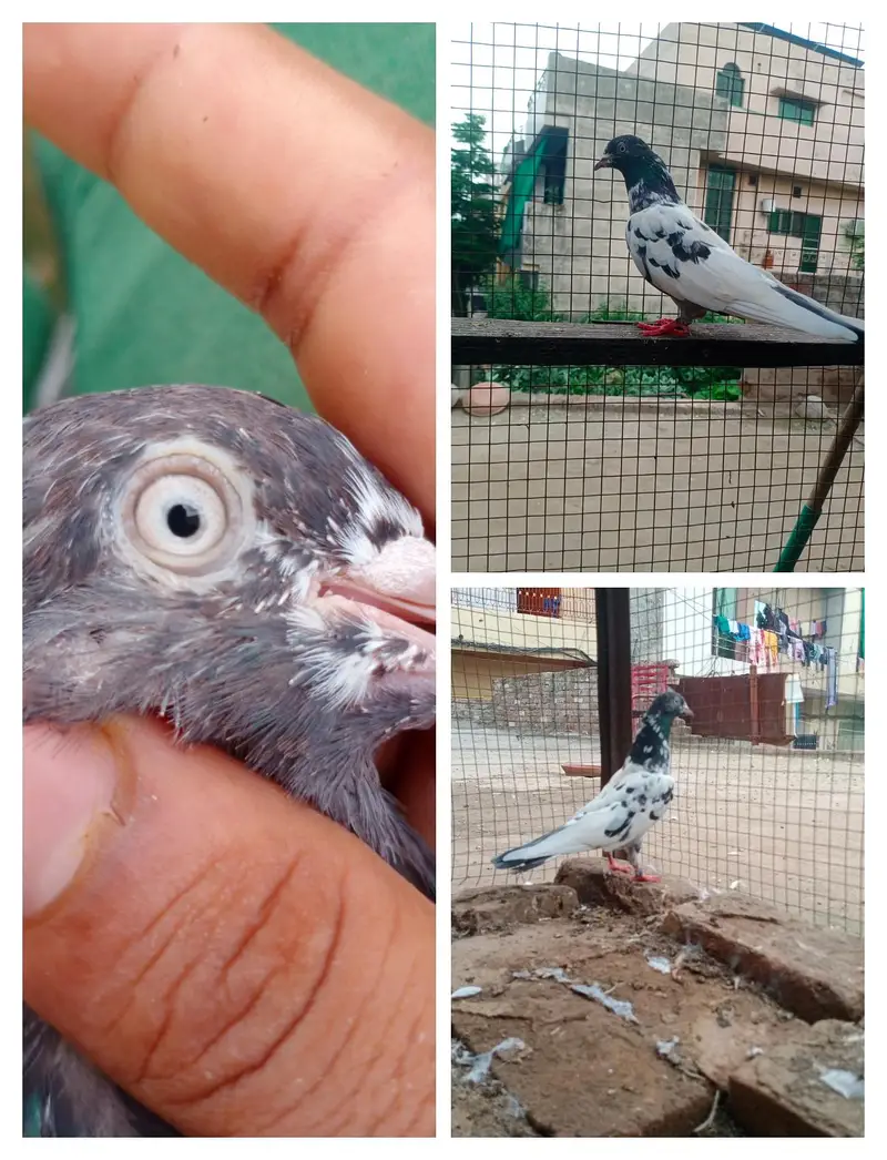 Assalamu Alaikum pigeon for sale