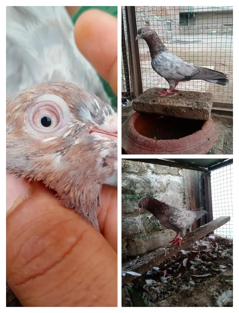 Assalamu Alaikum pigeon for sale — photo 2