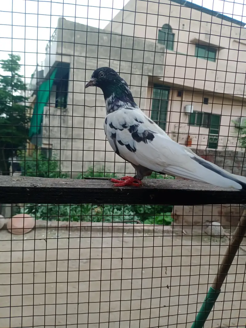 Assalamu Alaikum pigeon for sale — photo 3