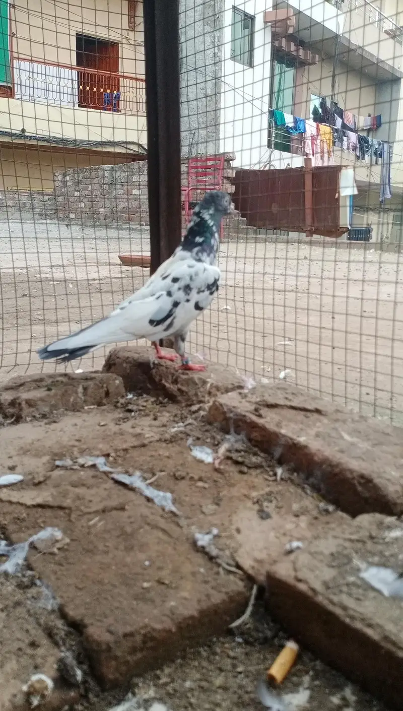 Assalamu Alaikum pigeon for sale — photo 4