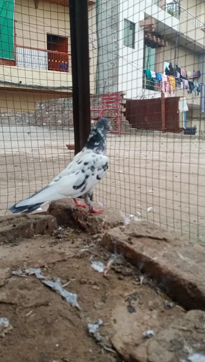 Assalamu Alaikum pigeon for sale — photo 5