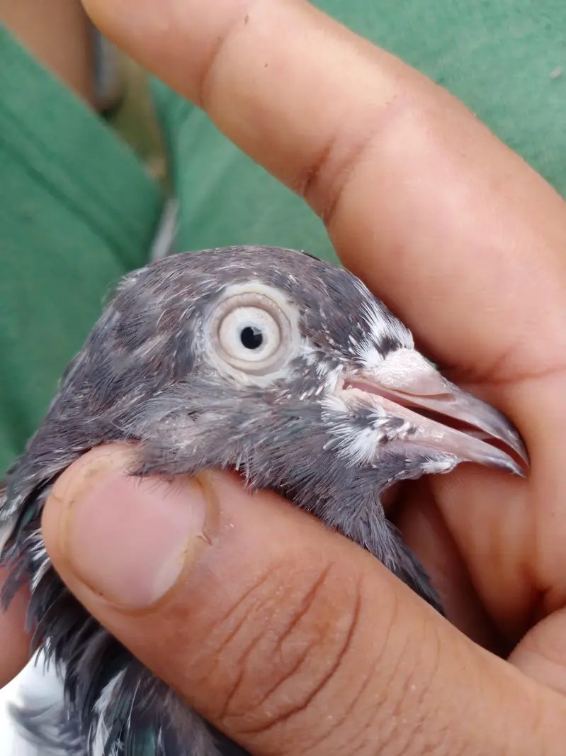 Assalamu Alaikum pigeon for sale — photo 6