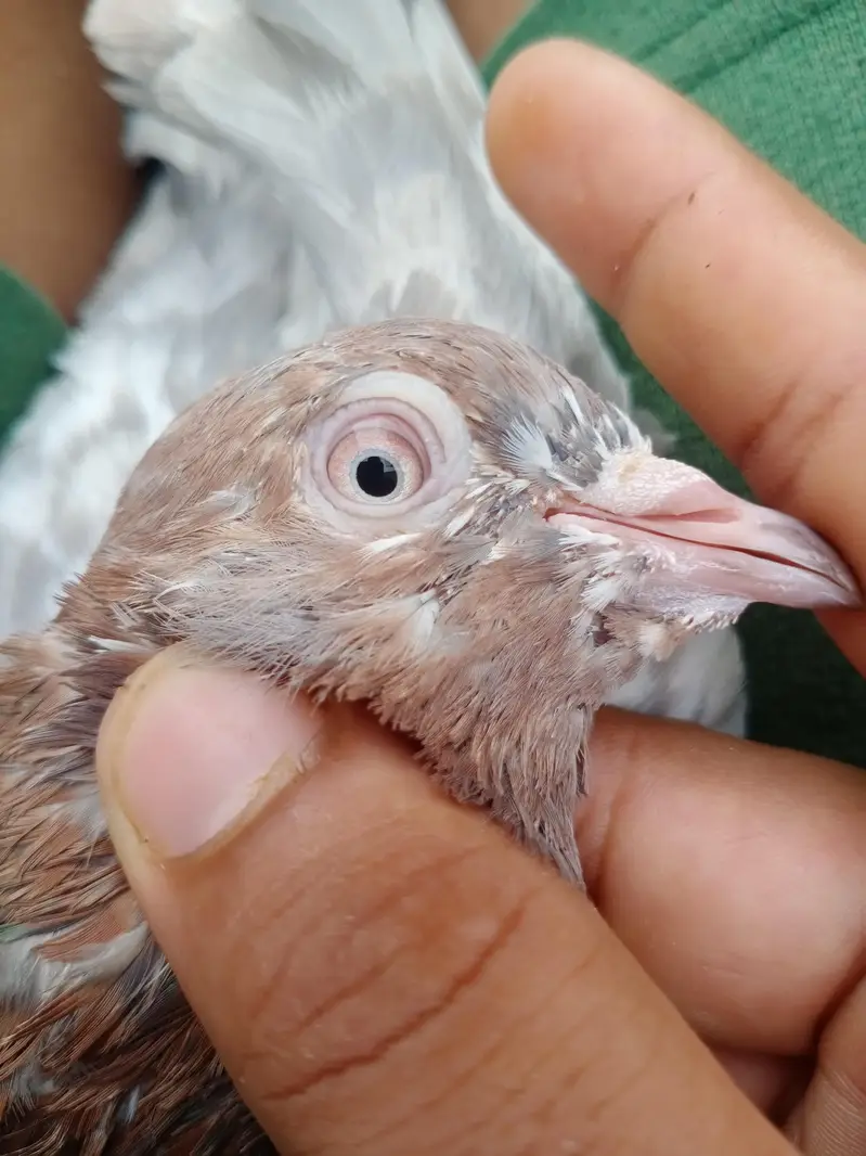 Assalamu Alaikum pigeon for sale — photo 7