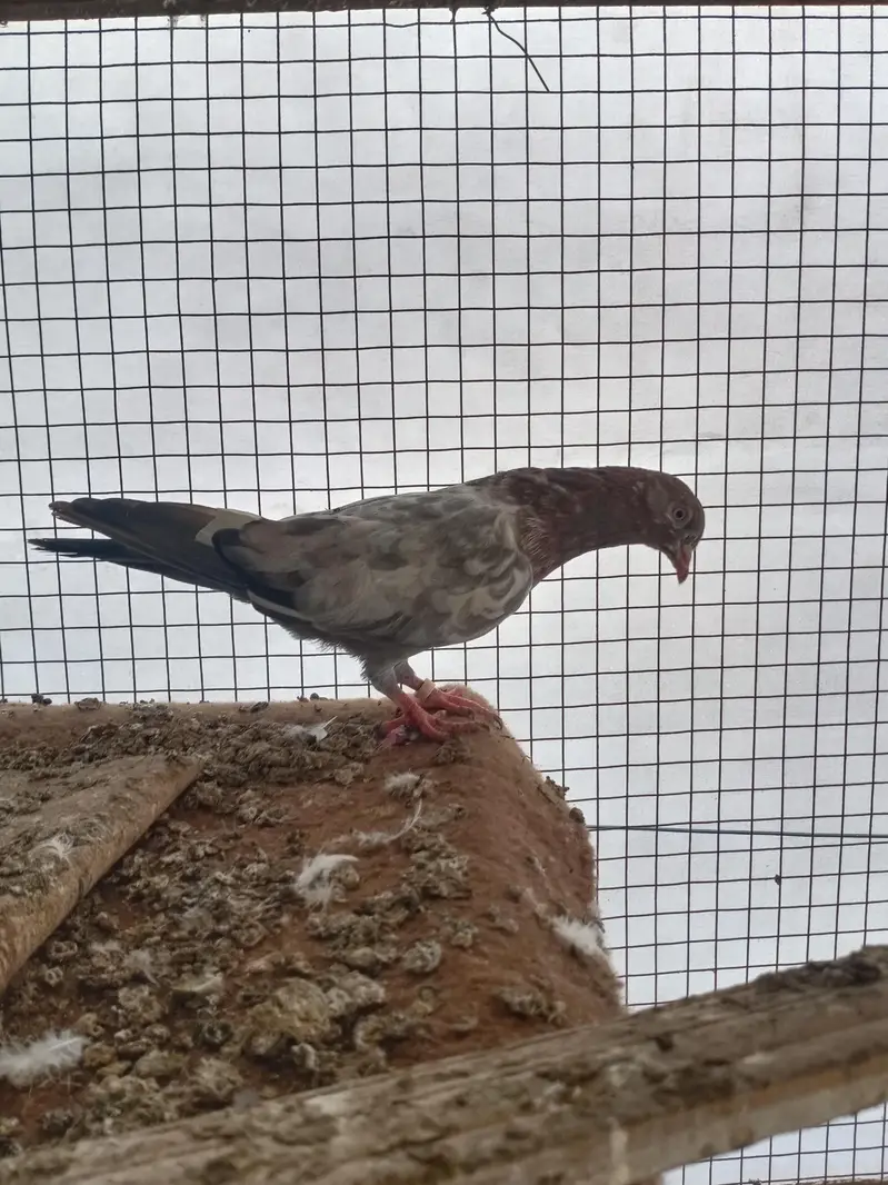Assalamu Alaikum pigeon for sale — photo 8