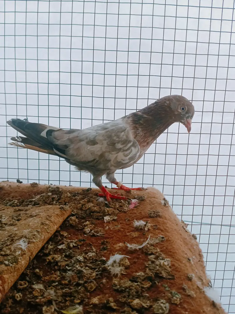 Assalamu Alaikum pigeon for sale — photo 9