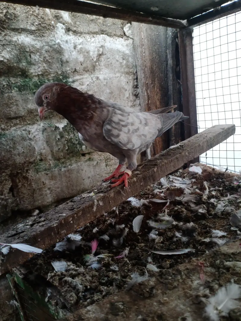 Assalamu Alaikum pigeon for sale — photo 10