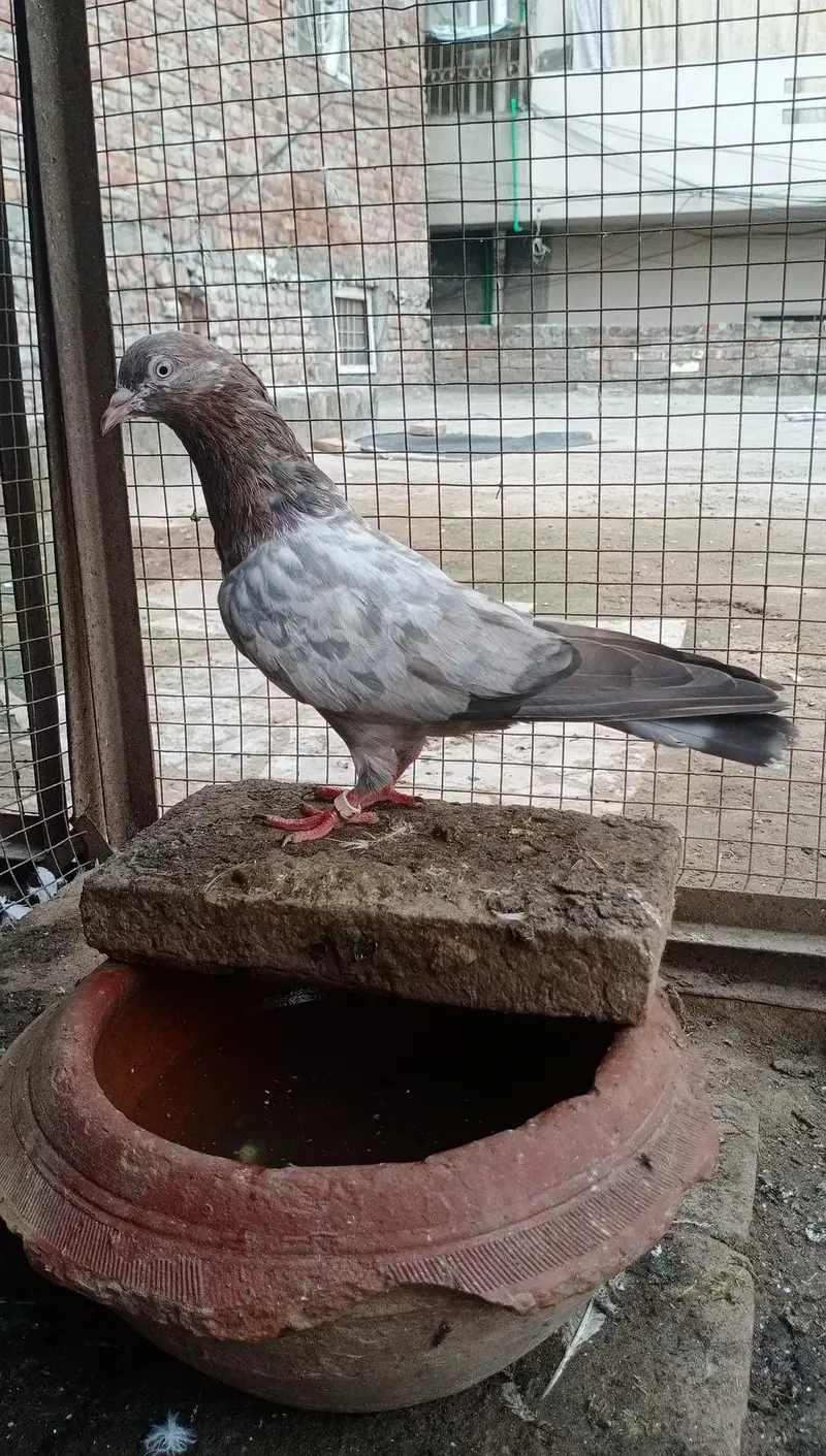 Assalamu Alaikum pigeon for sale — photo 11