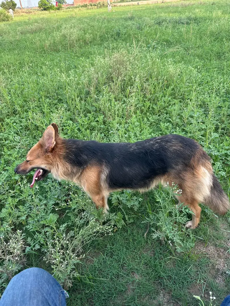 Dog for sale — photo 2