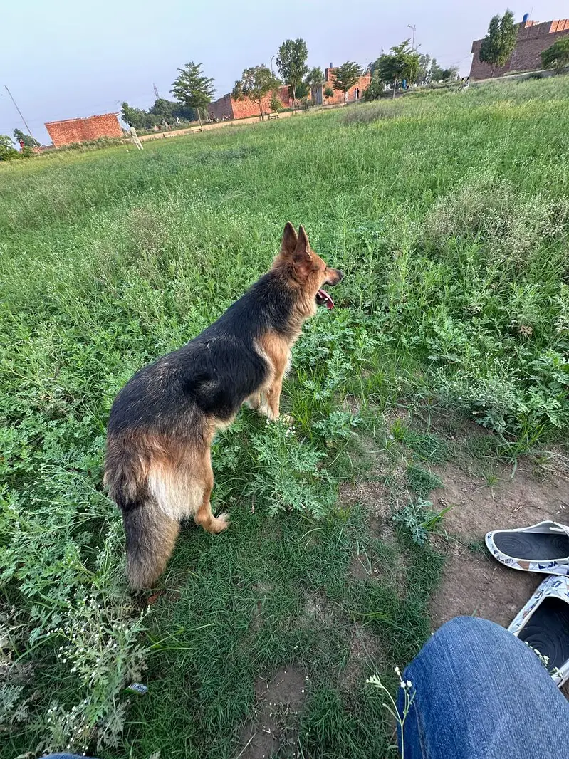Dog for sale — photo 3