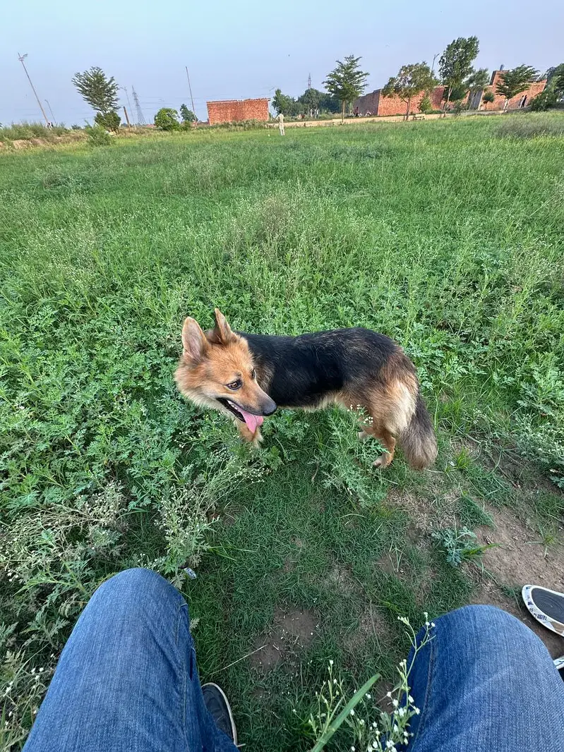 Dog for sale — photo 4