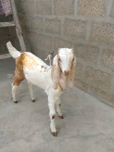 mashallah kamori male healthy 3 month full active bacha 03156630361