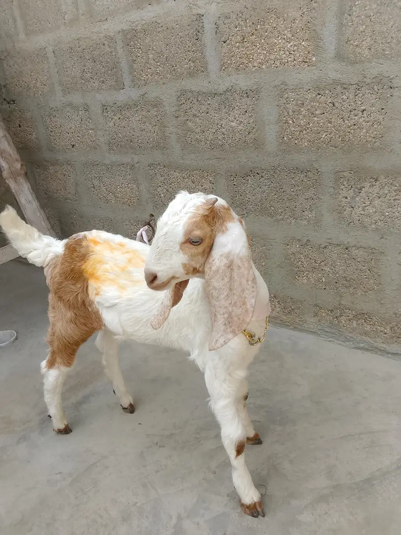 mashallah kamori male healthy 3 month full active bacha 03156630361 — photo 2