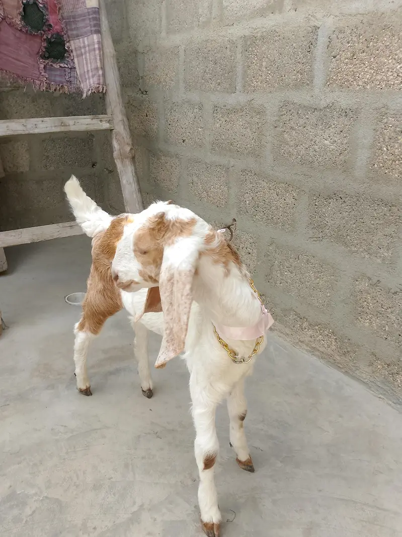 mashallah kamori male healthy 3 month full active bacha 03156630361 — photo 3