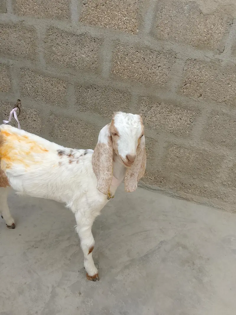 mashallah kamori male healthy 3 month full active bacha 03156630361 — photo 5