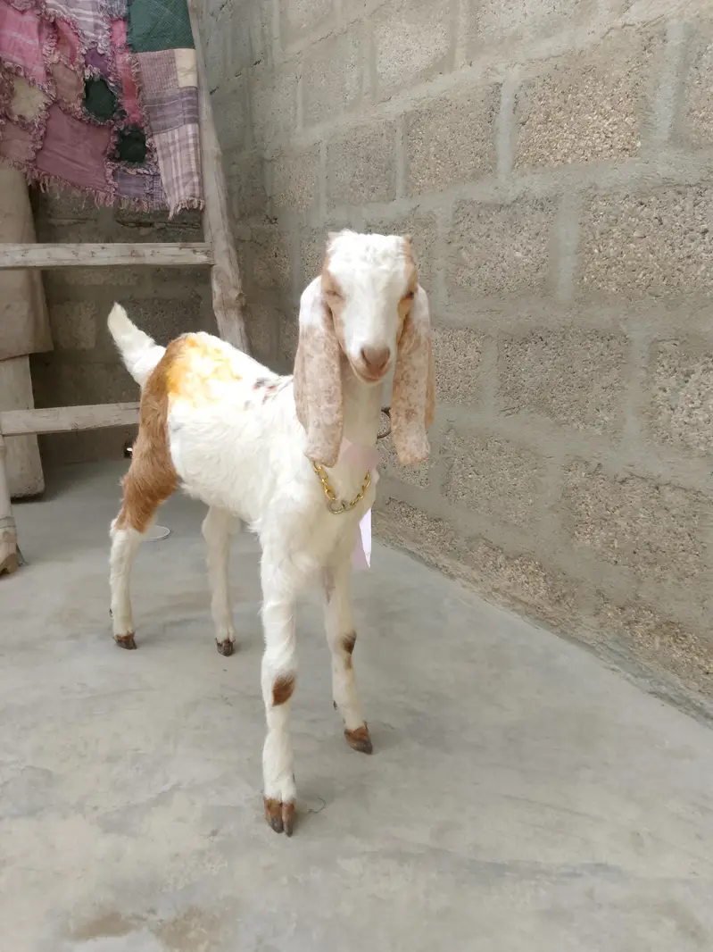 mashallah kamori male healthy 3 month full active bacha 03156630361 — photo 6