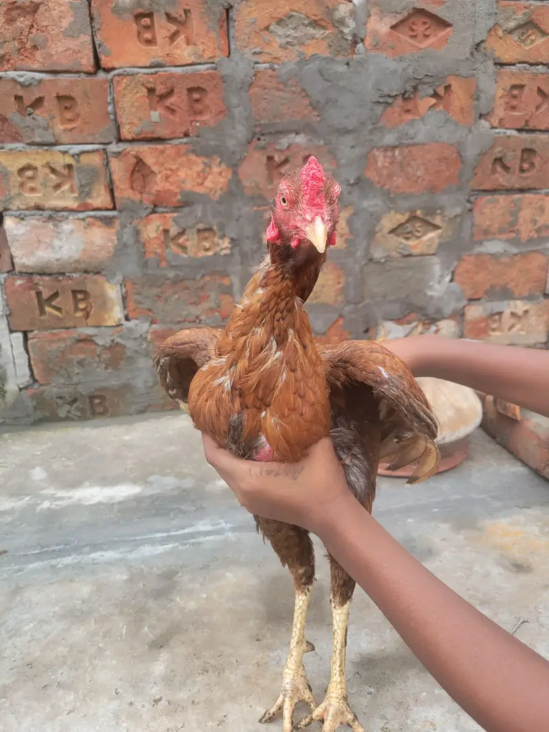 Aseel mianwali — photo 2