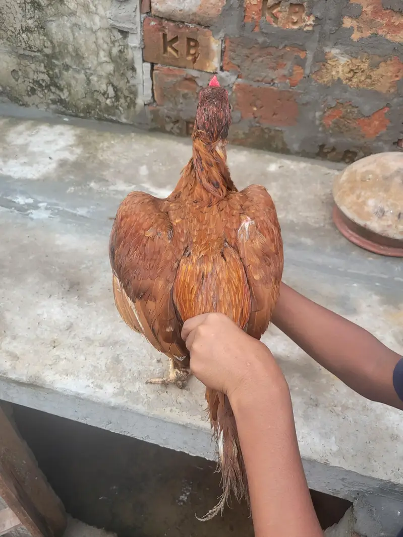 Aseel mianwali — photo 3