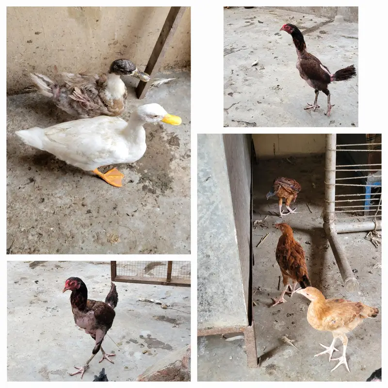 Aseel mianwali — photo 11