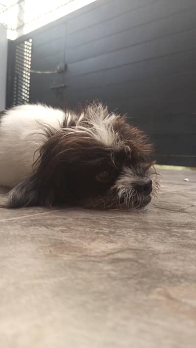 dog for sale