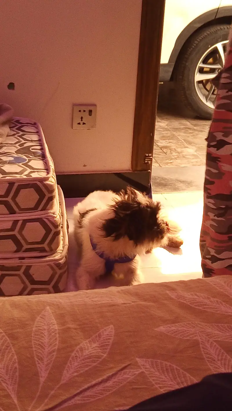 dog for sale — photo 2