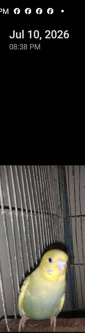Rainbow Budgies – Breeder Pair for Sale