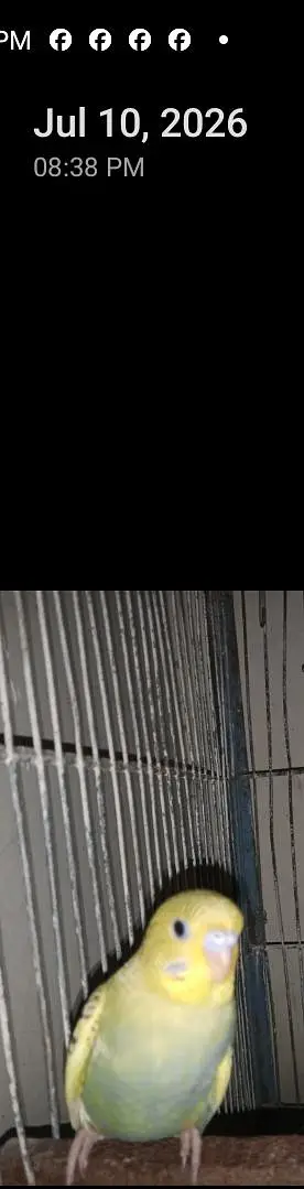 Rainbow Budgies – Breeder Pair for Sale — photo 2