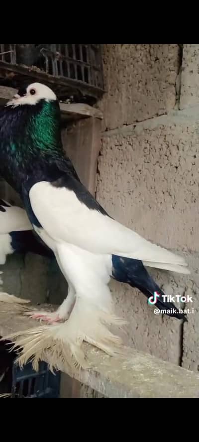 birds