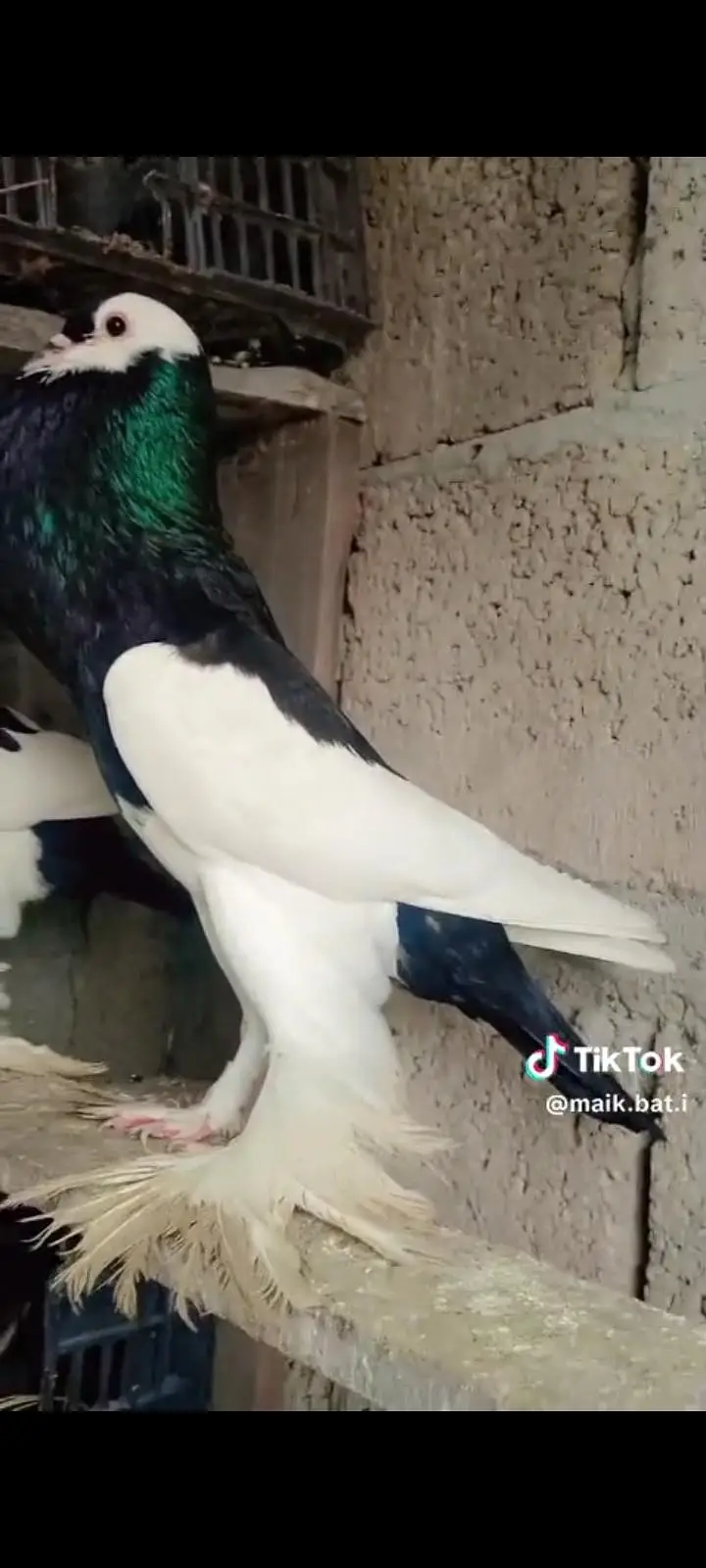 birds