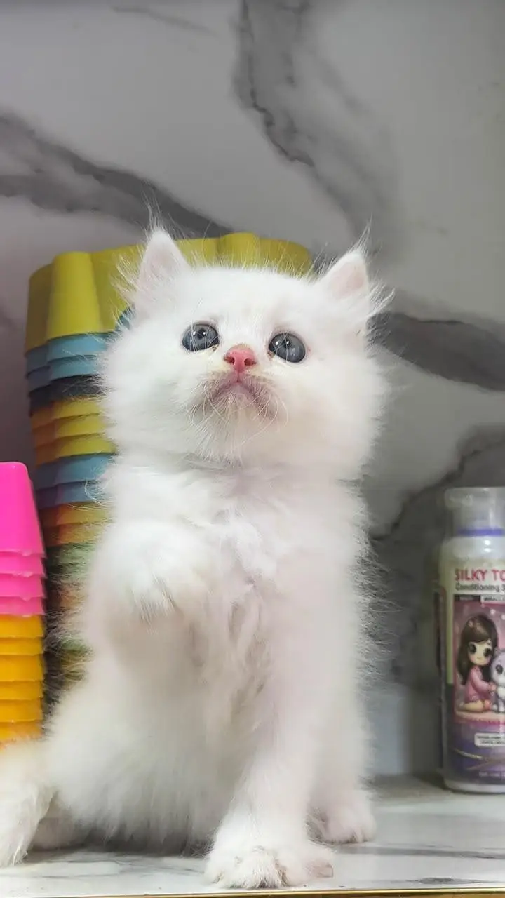 Low Price Kittens/White Persian Kitten/Cats/Male/Female — photo 3