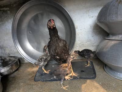 healthy and good quality hen and chicks