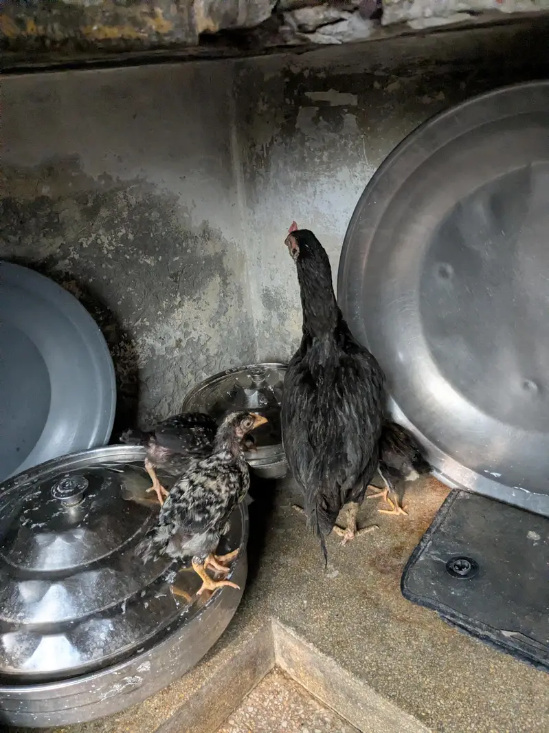 healthy and good quality hen and chicks — photo 2