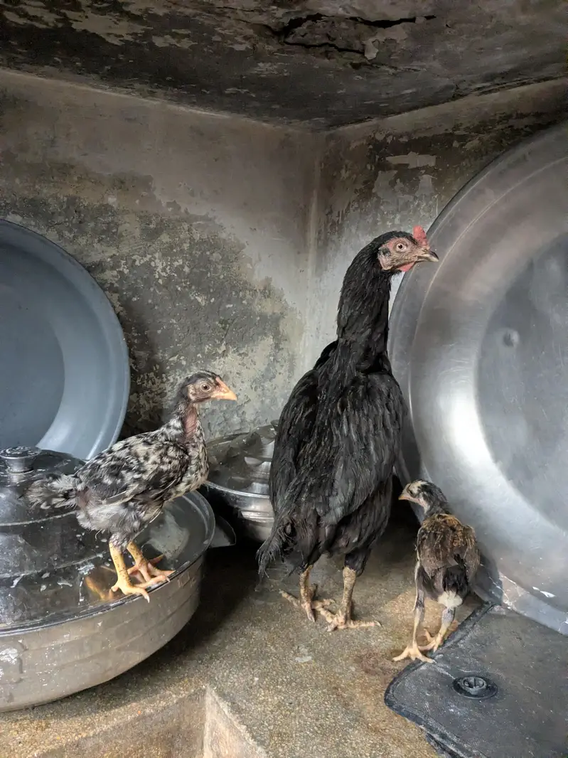 healthy and good quality hen and chicks — photo 3
