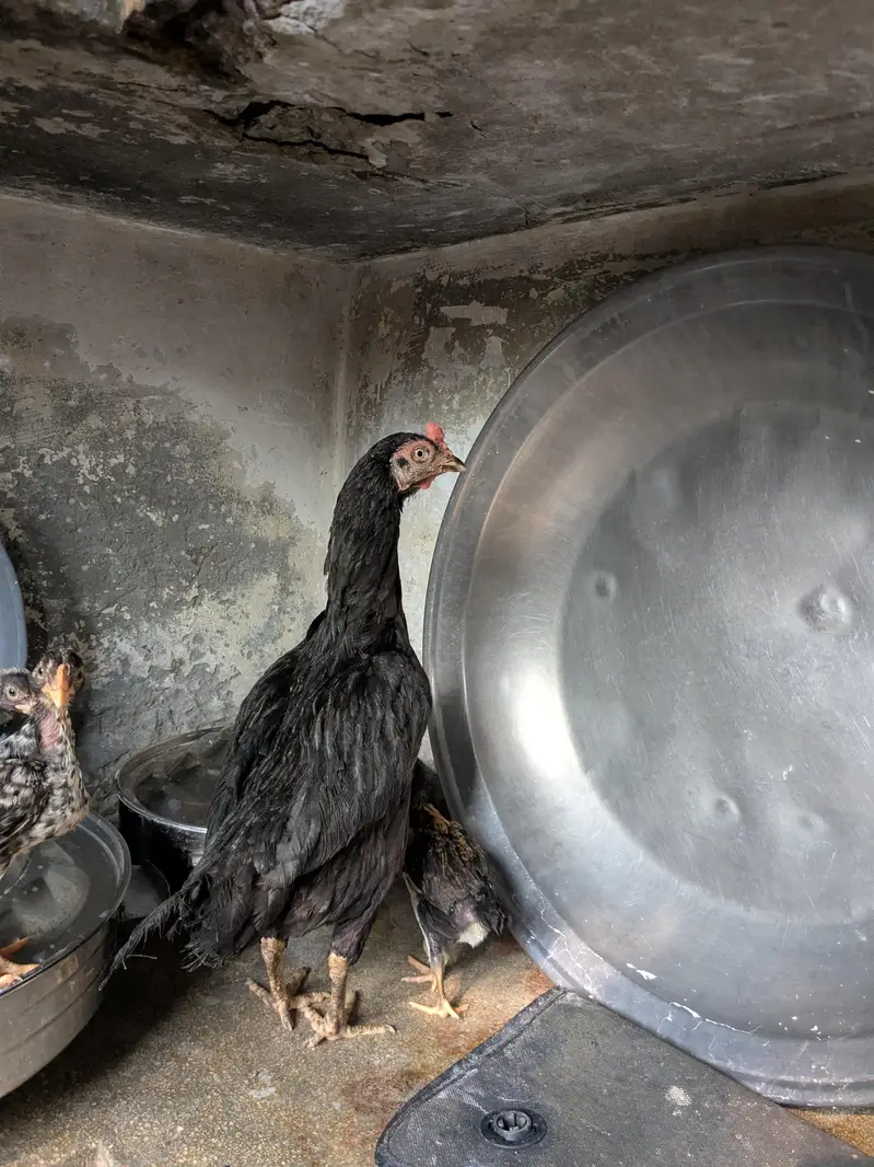healthy and good quality hen and chicks — photo 4