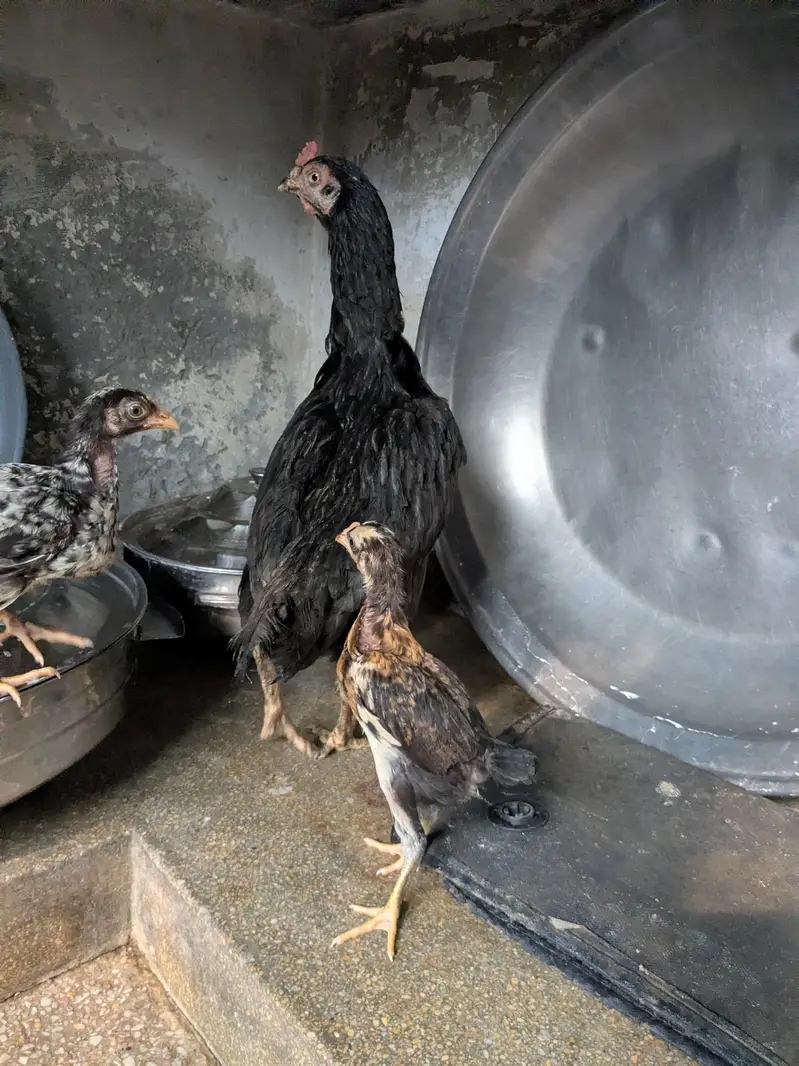 healthy and good quality hen and chicks — photo 5