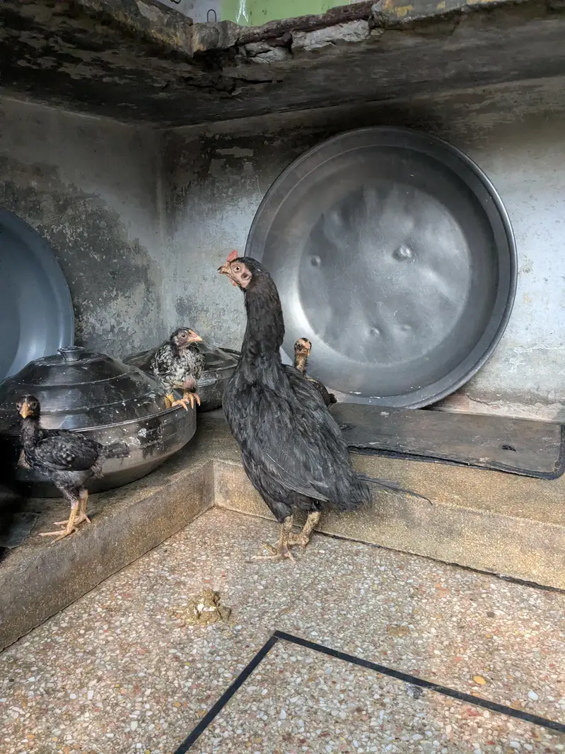 healthy and good quality hen and chicks — photo 6