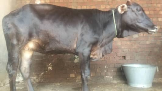 2 dant jersey cow for sale