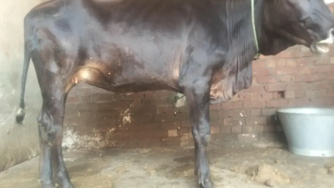 2 dant jersey cow for sale — photo 2