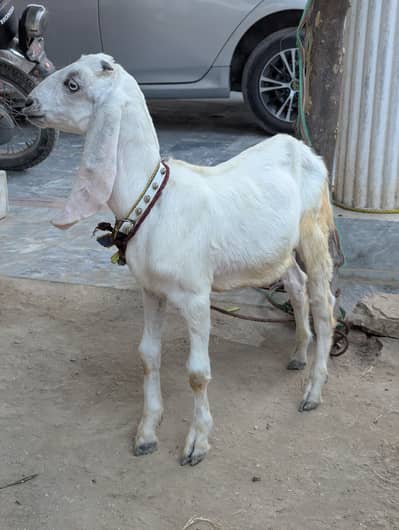 Rajanpuri Bakrotay Bakri goat