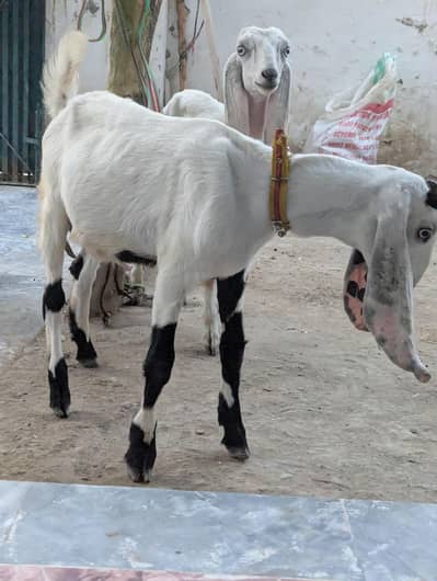 Rajanpuri Bakrotay Bakri goat